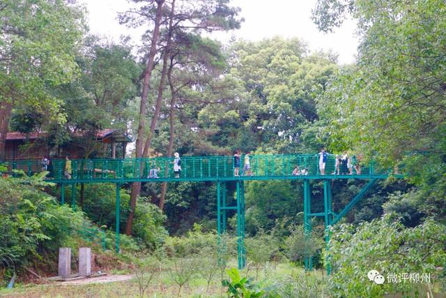 柳北区君武森林公园玻璃桥